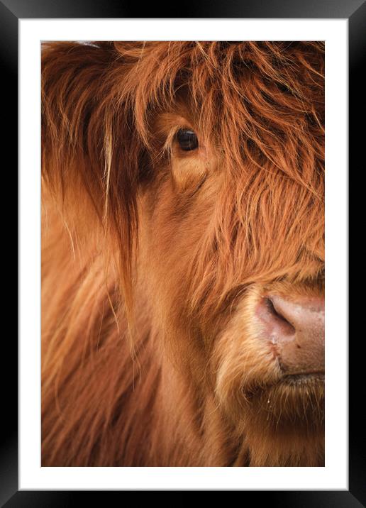 Highland Cow Portrait Framed Mounted Print by Dan Ward