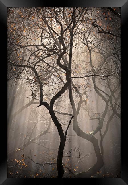 Autumn Light show Framed Print by Dan Ward
