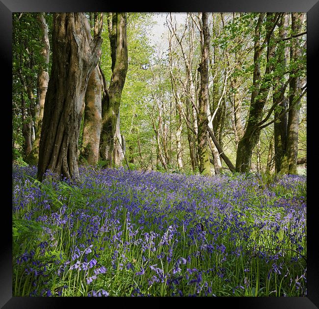 Bluebells Framed Print by Dan Ward