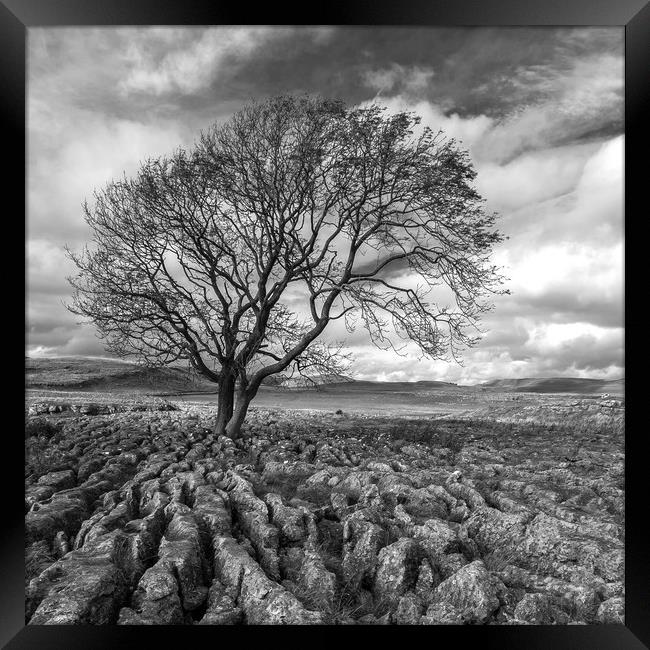 Lone Tree at Malham in the Yorkshire Dales Framed Print by Dan Ward