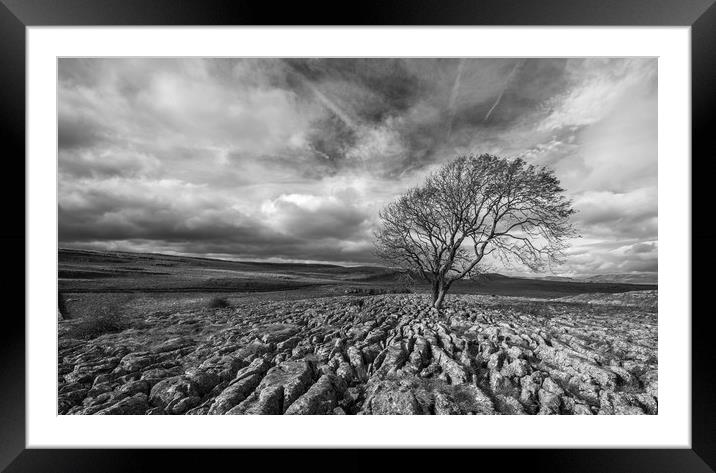 Lone Tree at Malham in the Yorkshire Dales Framed Mounted Print by Dan Ward