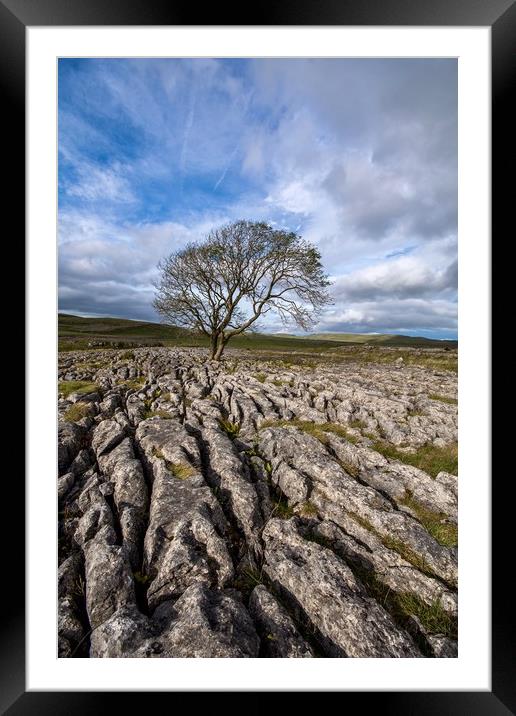 Lone Tree at Malham, The Yorkshire Dales Framed Mounted Print by Dan Ward