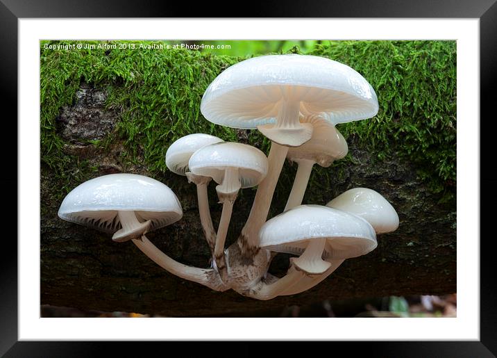 Porcelain Fungus Framed Mounted Print by Jim Alford