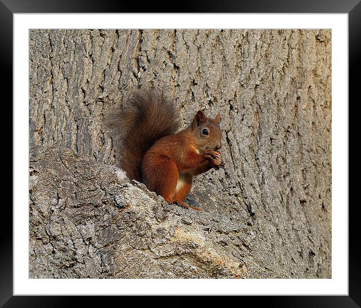 Red Squirrel Framed Mounted Print by Jim Alford