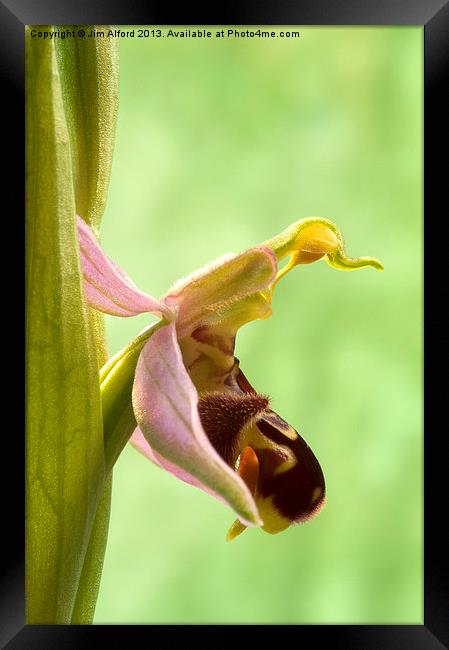 Bee Orchid Framed Print by Jim Alford