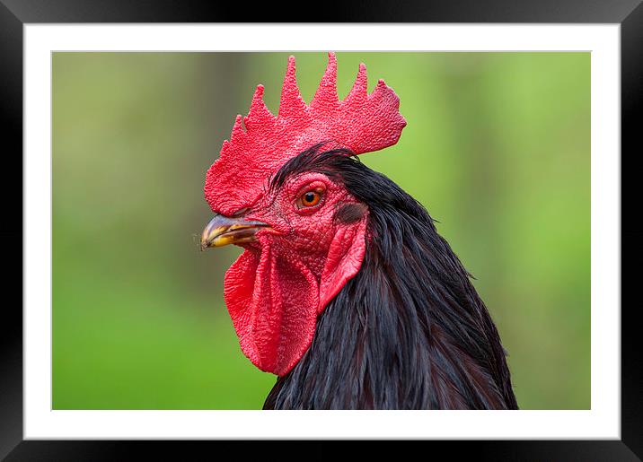 Little Red Rooster Framed Mounted Print by Jim Alford