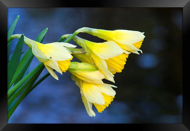 Wild Daffodil Framed Print by Jim Alford