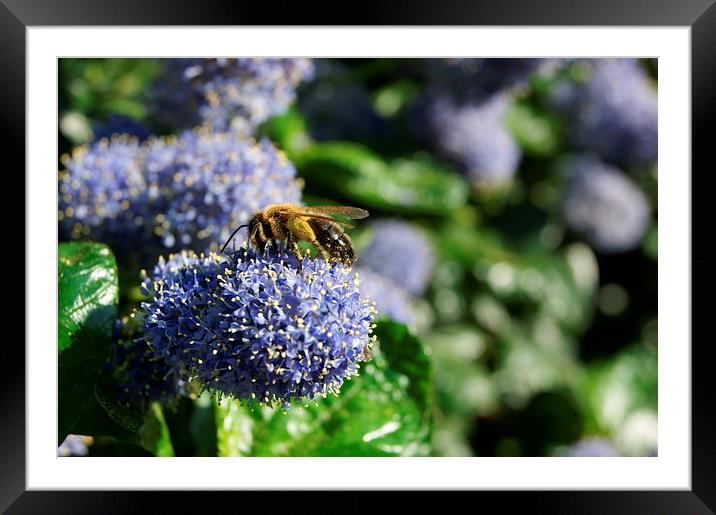 The Busy Bee Framed Mounted Print by Kelly Cronin