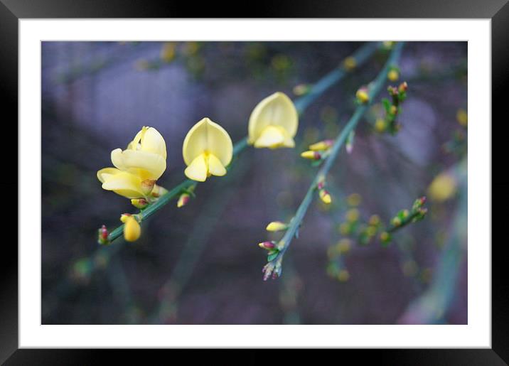 New Life Framed Mounted Print by Kelly Cronin