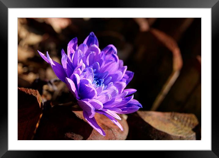 Violet Autumn Framed Mounted Print by Kelly Cronin