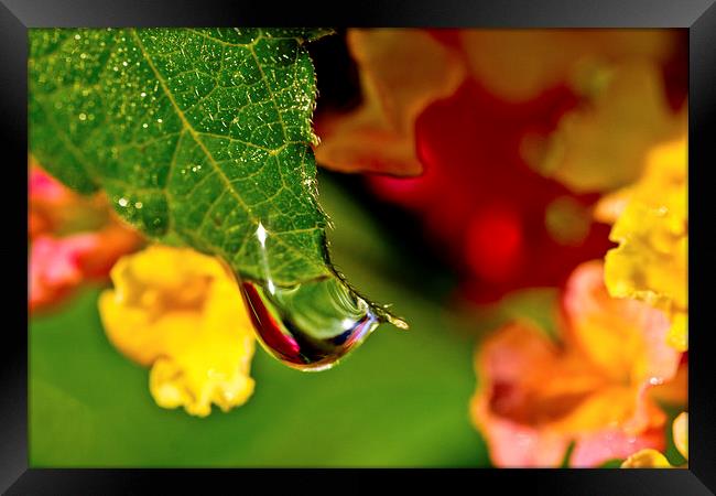 A Drop of Beauty Framed Print by Tom and Dawn Gari