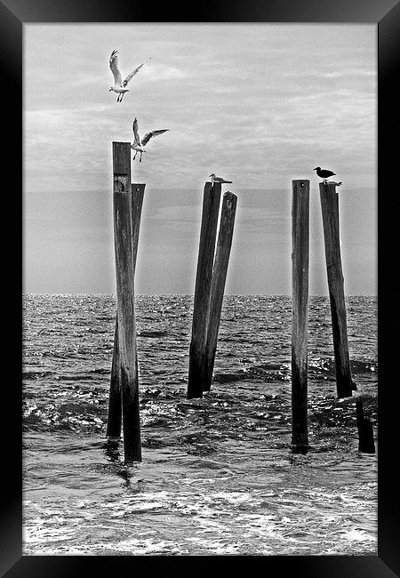 Seagulls  landing on Remains of a Pier Framed Print by Tom and Dawn Gari