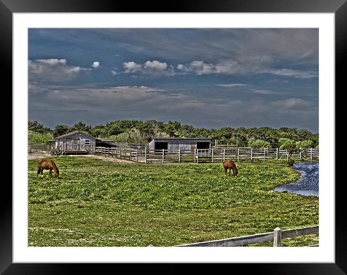 Ponies of Ocracoke Framed Mounted Print by Tom and Dawn Gari