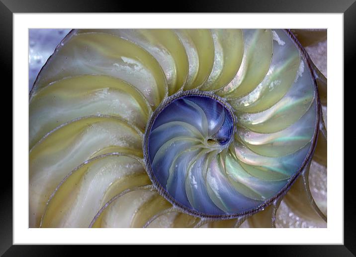  Inside A Nautilus Shell Framed Mounted Print by Tom and Dawn Gari