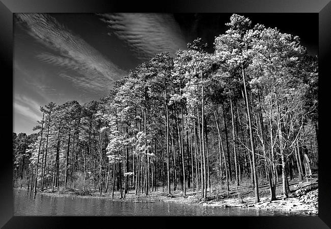  Trees On The Rivers Edge Framed Print by Tom and Dawn Gari