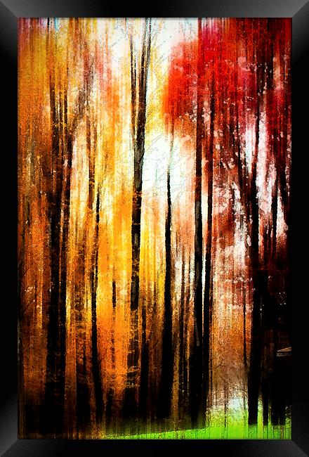  Fall Abstract Framed Print by Tom and Dawn Gari