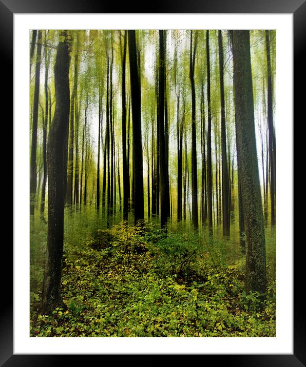  Into The Woods Framed Mounted Print by Tom and Dawn Gari