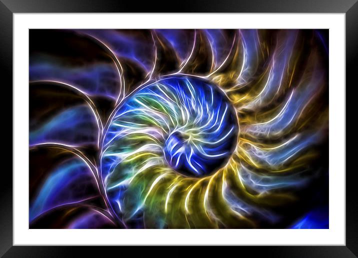  Nautilus Shell Abstract Framed Mounted Print by Tom and Dawn Gari