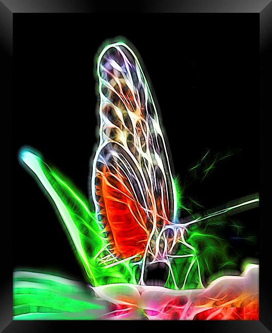 Electric Butterfly  Framed Print by Tom and Dawn Gari