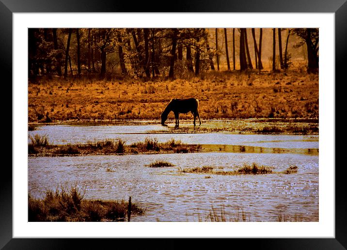  Horse Silhouetted Framed Mounted Print by Tom and Dawn Gari