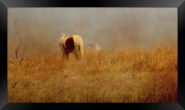  Assateague Pony Framed Print by Tom and Dawn Gari