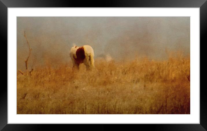  Assateague Pony Framed Mounted Print by Tom and Dawn Gari