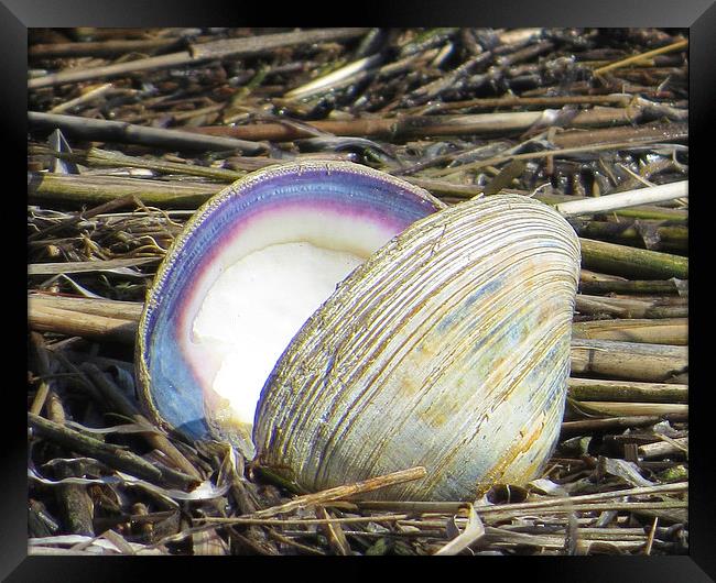  Sea Shell  Framed Print by Tom and Dawn Gari