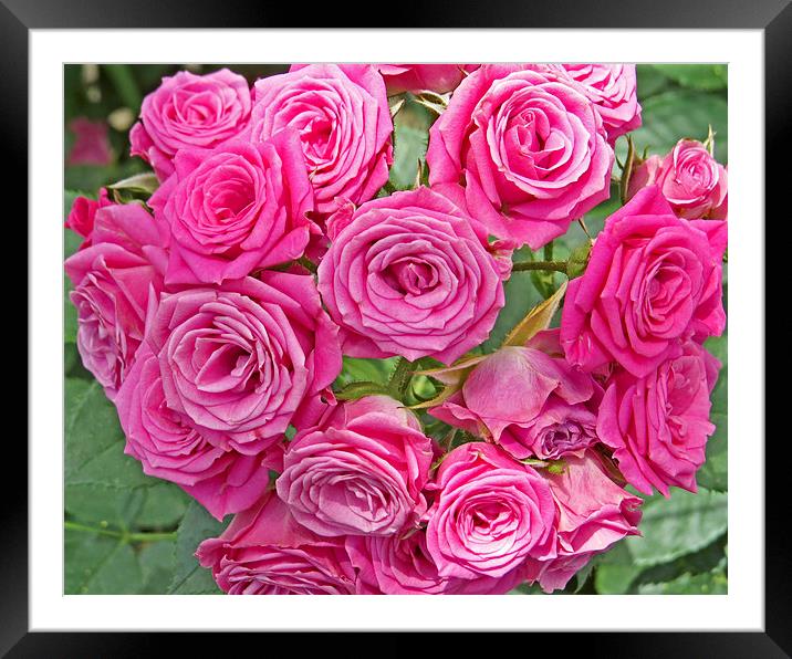  Pink Rose Bouquet Framed Mounted Print by Tom and Dawn Gari