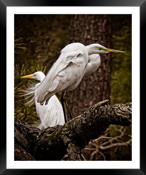  Egrets On A Branch Framed Mounted Print by Tom and Dawn Gari