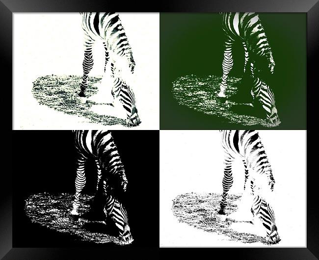  Zebra Abstract Framed Print by Tom and Dawn Gari