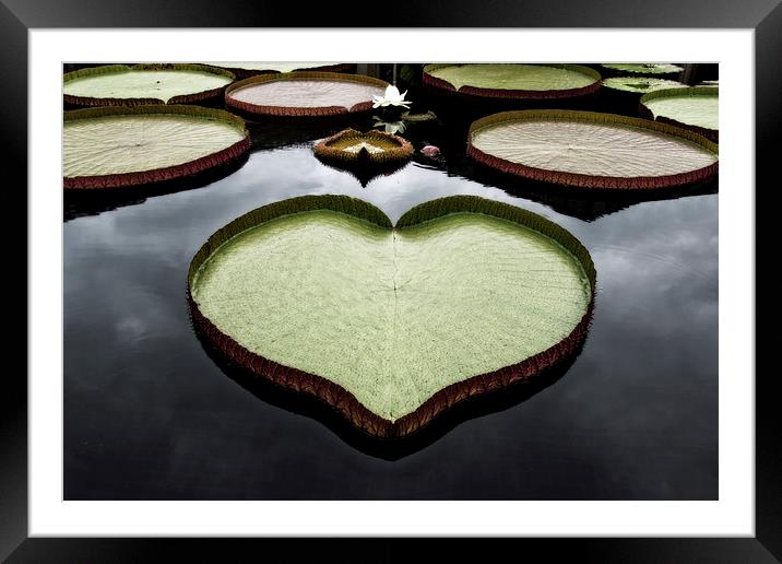  Heart Shaped Lily Pad Framed Mounted Print by Tom and Dawn Gari