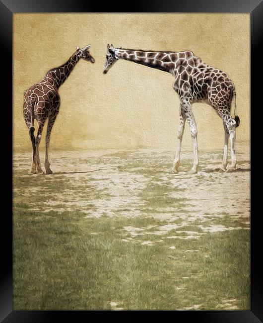  Giraffes Framed Print by Tom and Dawn Gari