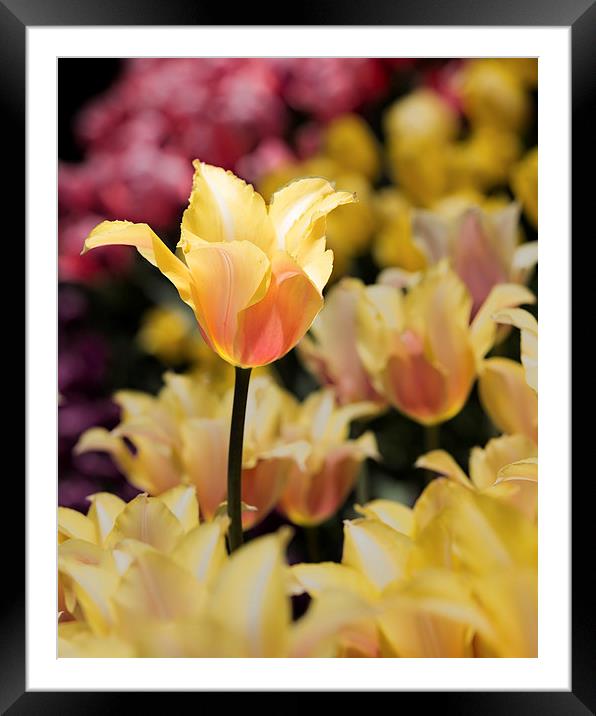 Yellow and Pink Framed Mounted Print by Tom and Dawn Gari