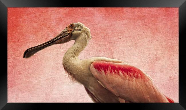  Roseate Spoonbill Framed Print by Tom and Dawn Gari