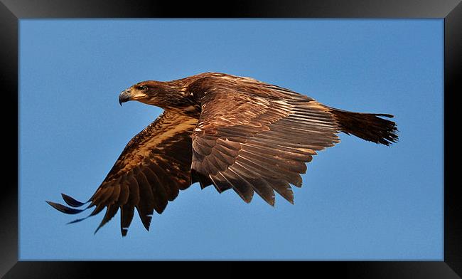 Young Bald Eagle Vancouver Island Framed Print by Gurinder Punn