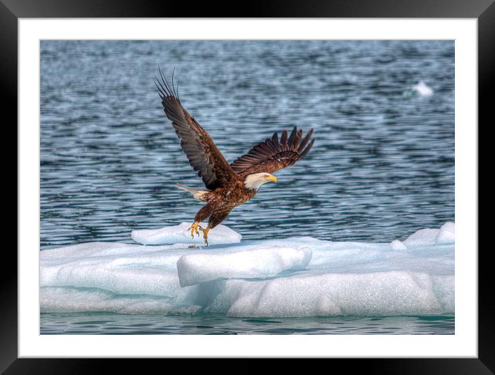 Alaskan Eagle Framed Mounted Print by Gurinder Punn