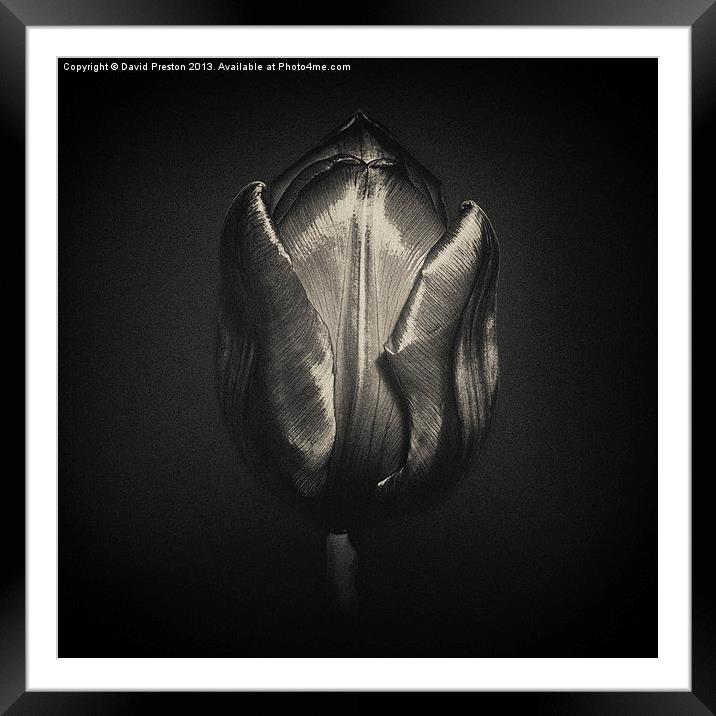 Silver Tulip Framed Mounted Print by David Preston
