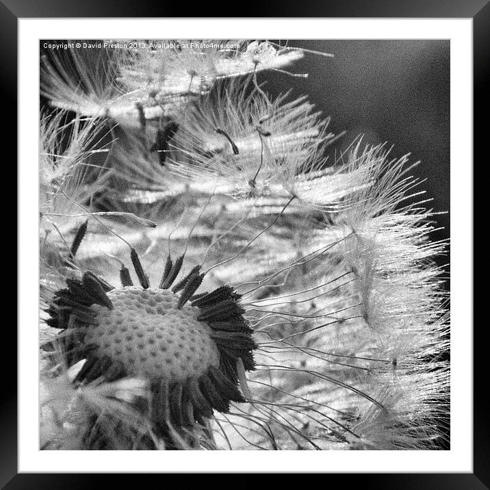 Dandelion seed head #1 Framed Mounted Print by David Preston