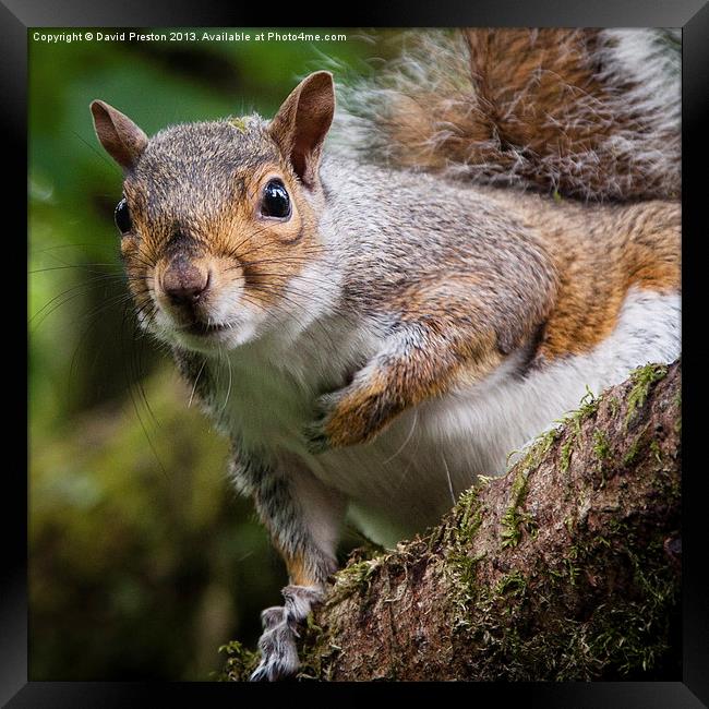 Curious squirrel Framed Print by David Preston