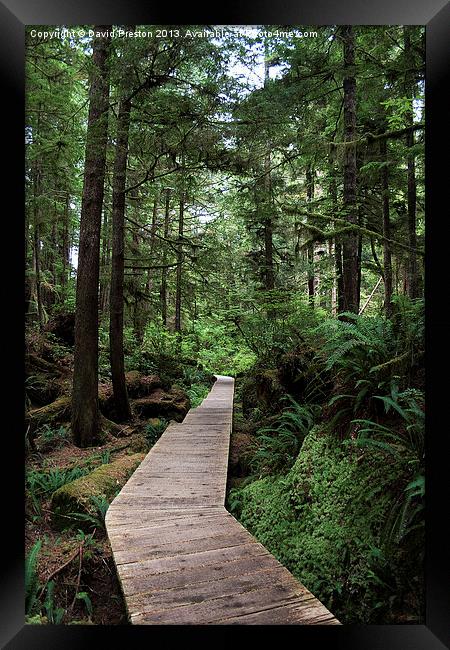 Path through the forest Framed Print by David Preston