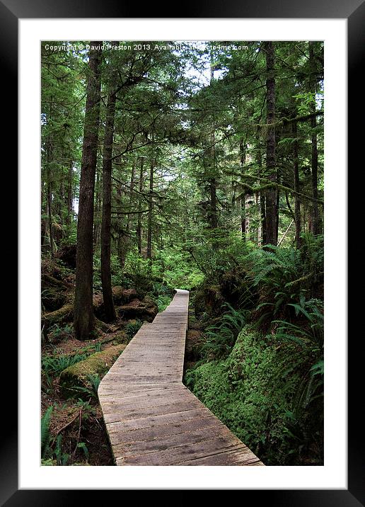 Path through the forest Framed Mounted Print by David Preston