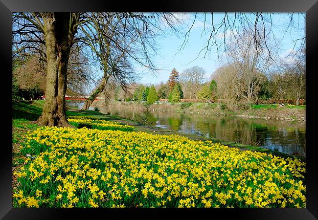 Daffodils on the River Taff Framed Print by Richard Parry