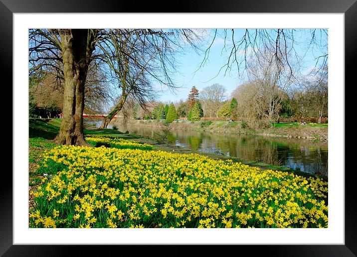 Daffodils on the River Taff Framed Mounted Print by Richard Parry