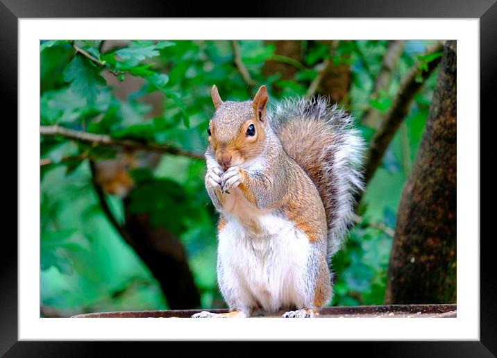 Grey Squirrel Framed Mounted Print by Richard Parry