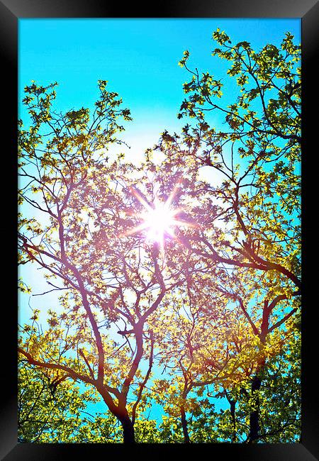 lucidimages-sun-tree-overhead-sky Framed Print by Raymond  Morrison