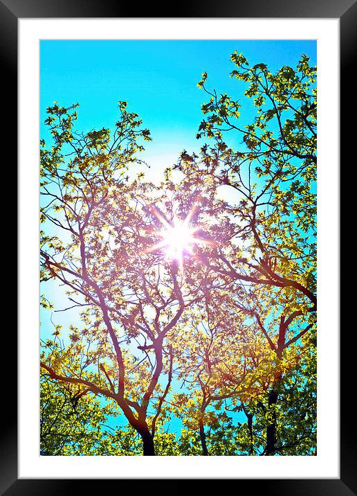 lucidimages-sun-tree-overhead-sky Framed Mounted Print by Raymond  Morrison
