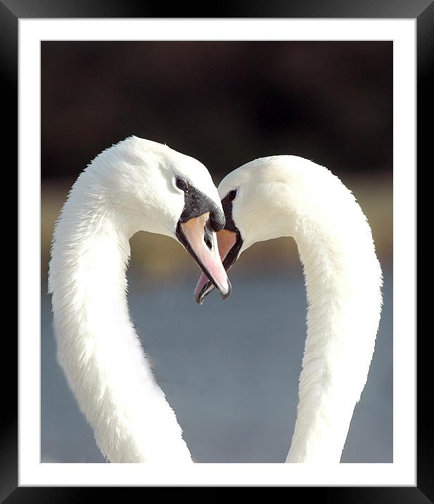 JST2114 Swans courting Framed Mounted Print by Jim Tampin