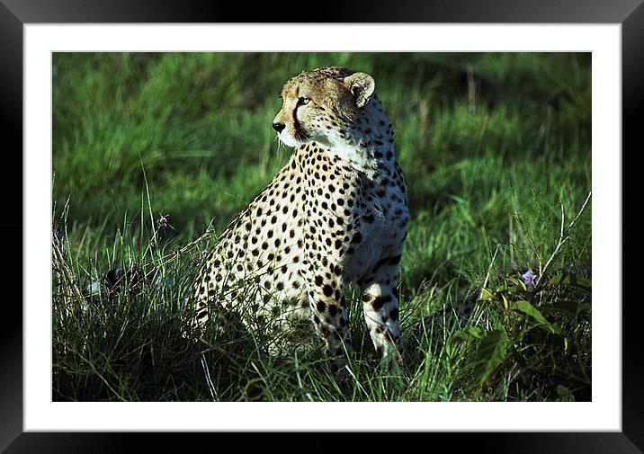 JST2489 Male Cheetah, Masai Mara, Kenya Framed Mounted Print by Jim Tampin