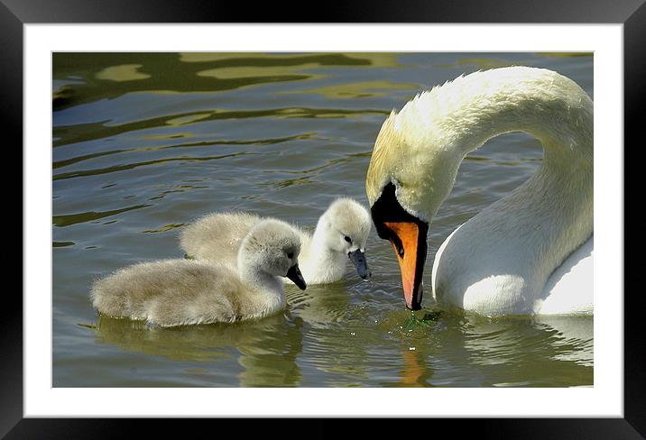 JST2199 Mute Swan with Sygnets Framed Mounted Print by Jim Tampin