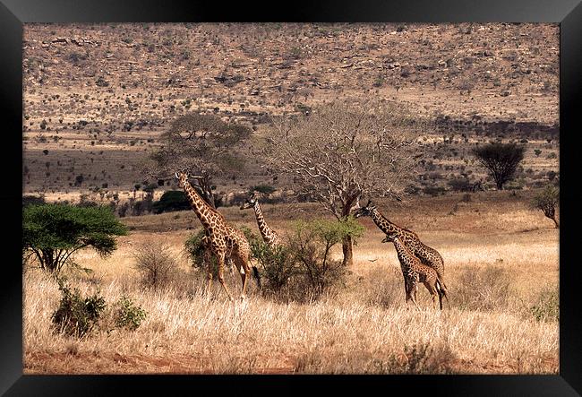 JST1827 Masai Giraffe Framed Print by Jim Tampin